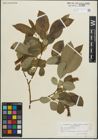 Foto von Salix pentandra L.